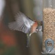 Male Chaffinch feeding on the wing