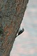 Treecreeper