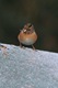 IMG_4375_Brambling_female