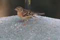 IMG_4376_Brambling_female