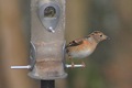 IMG_4377_Brambling_female