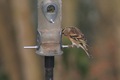 IMG_4378_Brambling_female