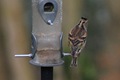 IMG_4379_Brambling_female