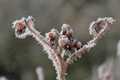 Frosty plant head