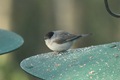 Male Blackcap