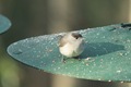 Male Blackcap