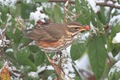 Redwing