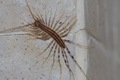 House Centipede