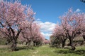 Almond blossom