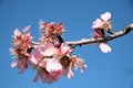 Almond blossom