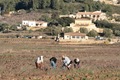 Vine pruning