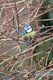 Blue_Tit_cropped