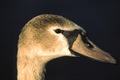 Cygnet