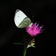 Green-veined_White