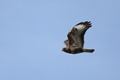 IMG_4548_Buzzard