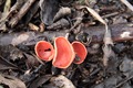 IMG_5675_Orange_Peel_Fungus