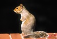 Grey Squirrel