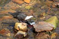 IMG_4820_Dipper