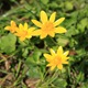 IMG_4829_Lesser_Celandine