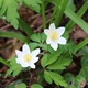 IMG_4830_Wood_Anemone