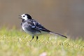 IMG_4840_Pied_Wagtail