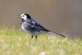 IMG_4840_Pied_Wagtail