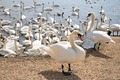 IMG_5852_Massed_Swans