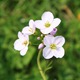 IMG_5916_Cuckoo_Flower