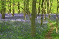 Bluebell_Path