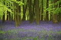 Bluebell_Wood