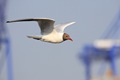 Black-headed Gull