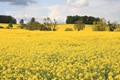 Rape_Field