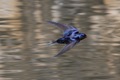 IMG_5186_Swallow