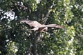 IMG_5896_Black_Kite