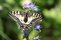 IMG_6003_Swallowtail