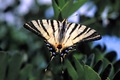 Scarce_Swallowtail