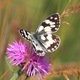 IMG_6019_Marbled_White