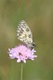 IMG_6116_Marbled_White