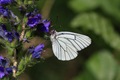 IMG_6196_Black-veined_White