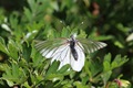 IMG_6205_Black-veined_White