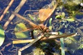 IMG_6942_Brown_Hawker_ovipositing