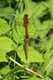 IMG_6973_Ruddy_Darter_pair