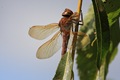 IMG_7270_Brown_Hawker