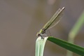 IMG_7273_Banded_Demoiselle