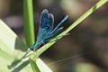 IMG_7289_Banded_Demoiselle