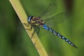 IMG_7367_Migrant_Hawker