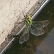 IMG_7461_Southern_Hawker_female