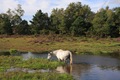 IMG_7486_Water_Pony