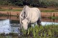 IMG_7491_Water_Pony