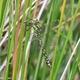 IMG_7521_Southern_Hawker_female